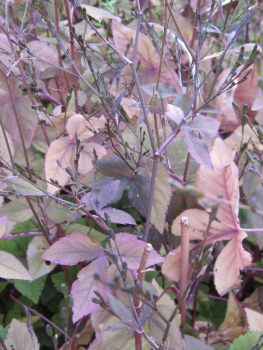 Preview: Cryptotaenia japonica atropurpureum 2